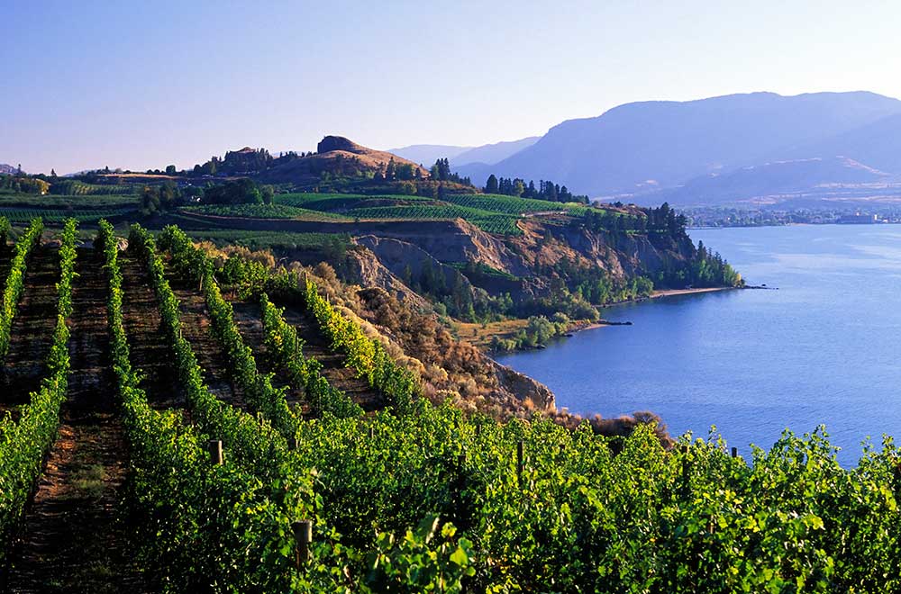 Wineyard in the Okanagan near Ponderosa Point Resort