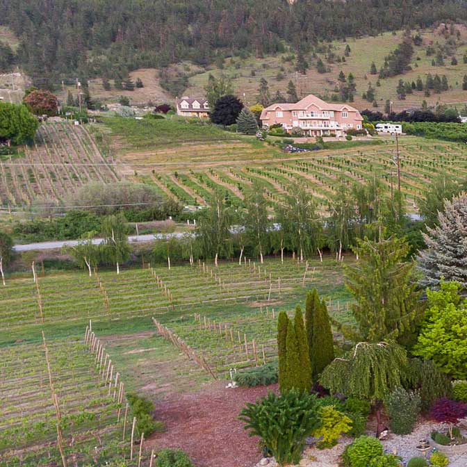 Wine Vineyard in the Okanagan