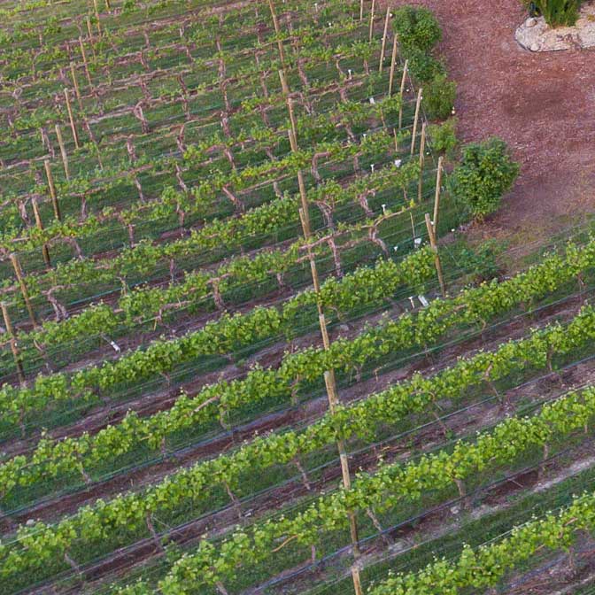 Wine Vineyard in the Okanagan